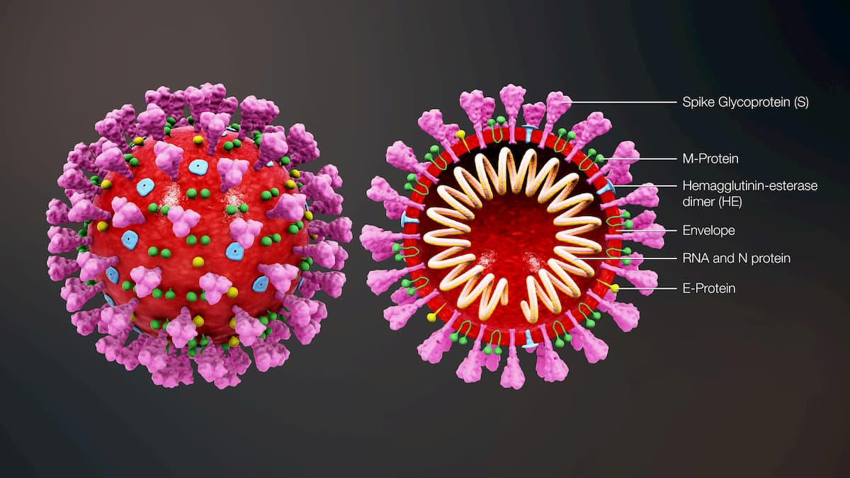 3D_medical_animation_coronavirus_structure.c