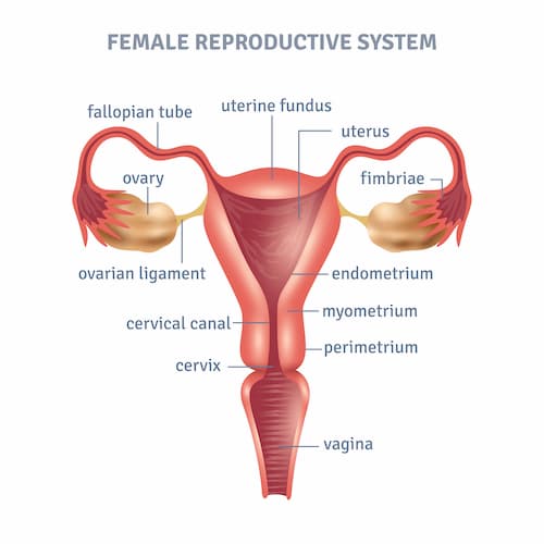 Female Reproductive System